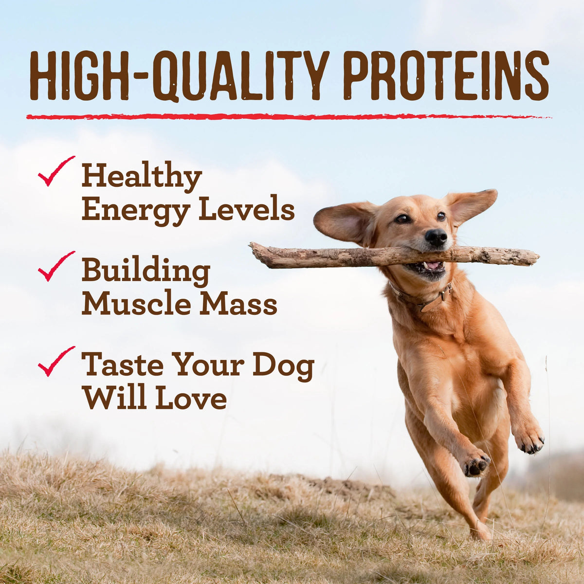 Grain Free Wet Dog Food 12.7 oz Cans Z49968