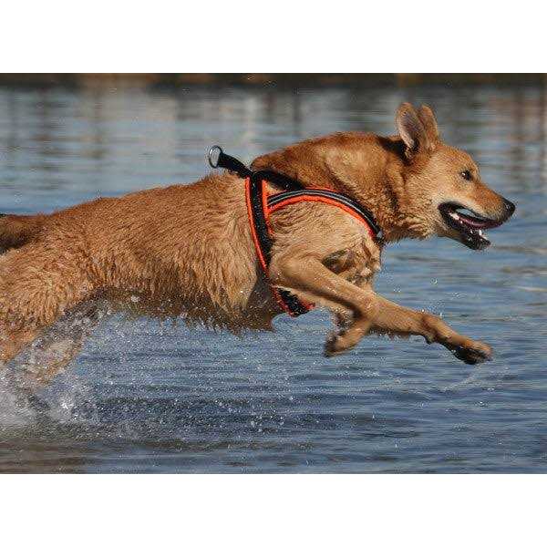Sport Harness E642