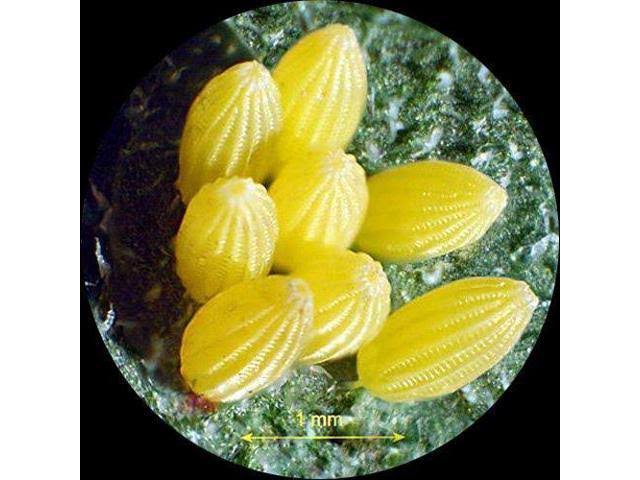 10MP USB2.0 Microscope Digital Camera V385065