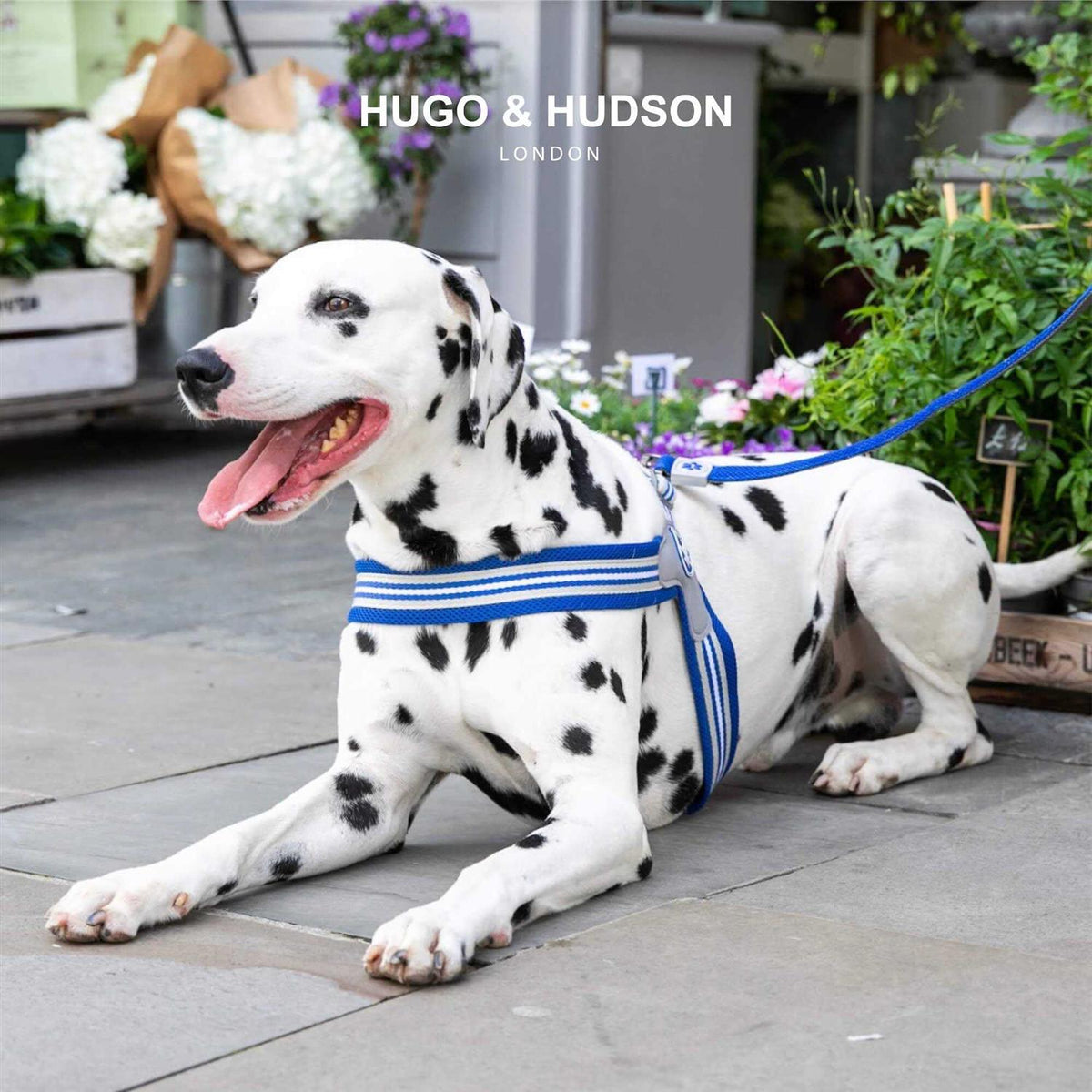 Dog Harness K269
