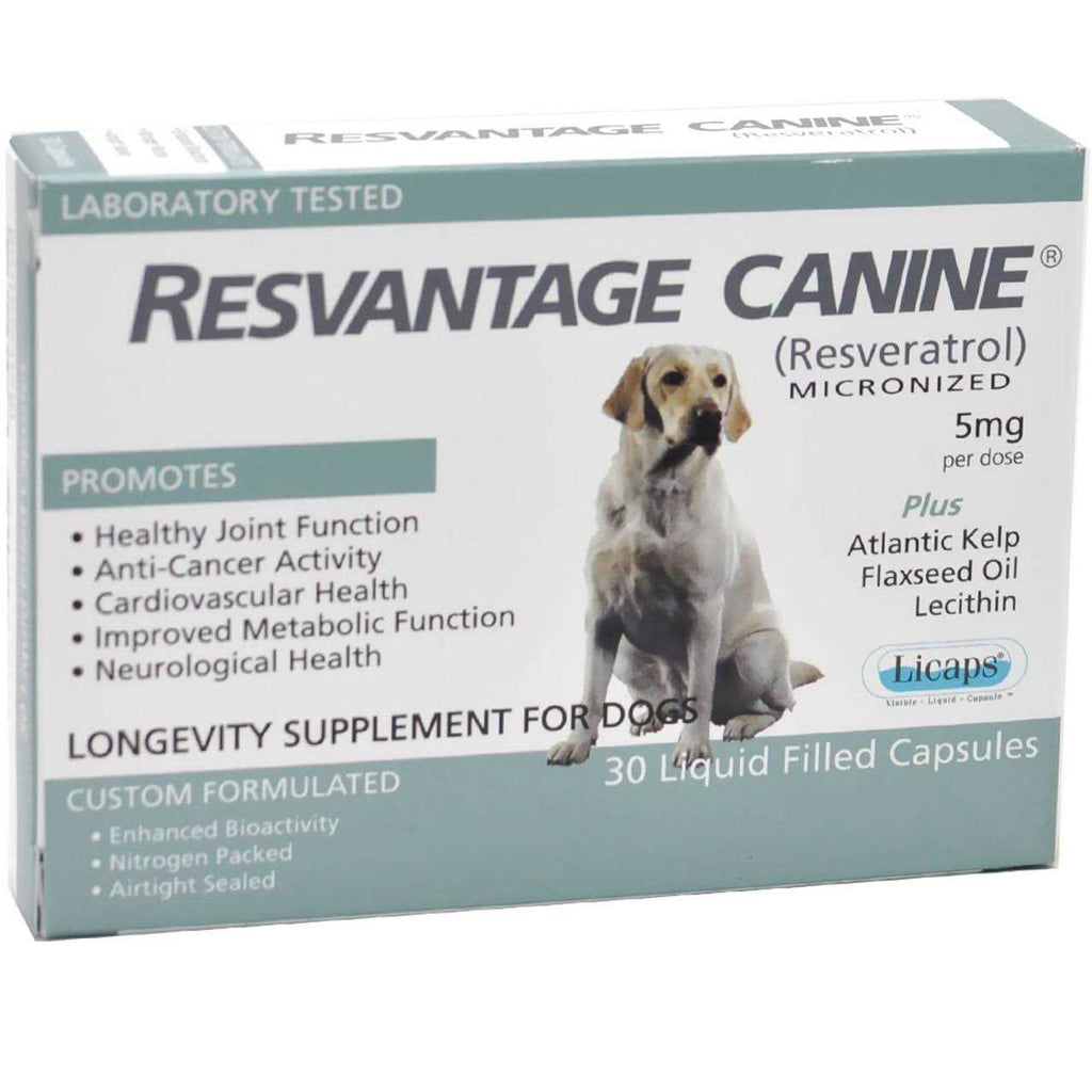 Canine Q226