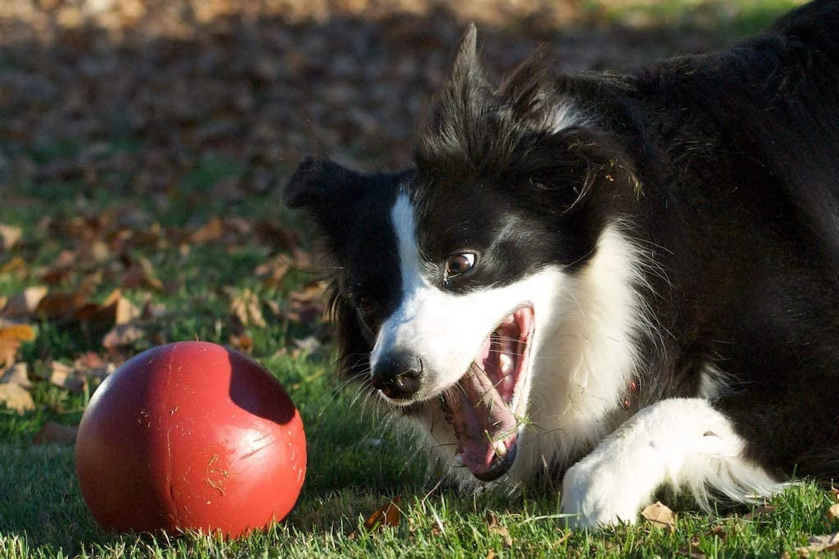 Durable Dog Toy Ball, 6-inch H6252