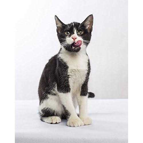Grain-Free Dry Small Bite Cat Food F91217