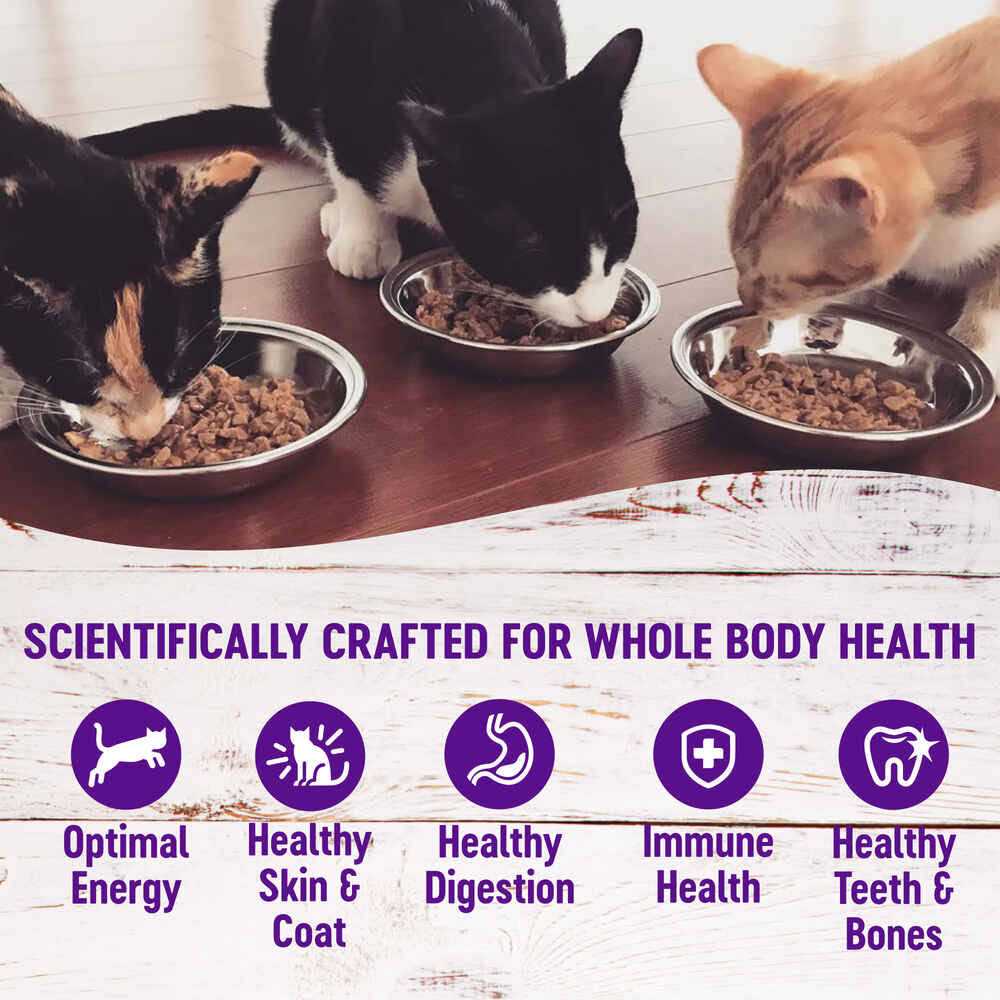 Cat Food T9849