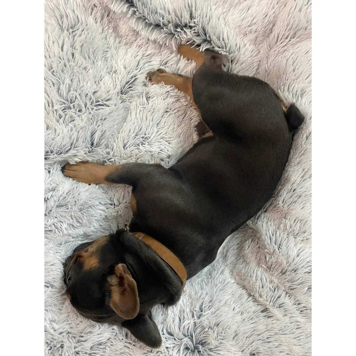 Dog Waterproof Blanket A101