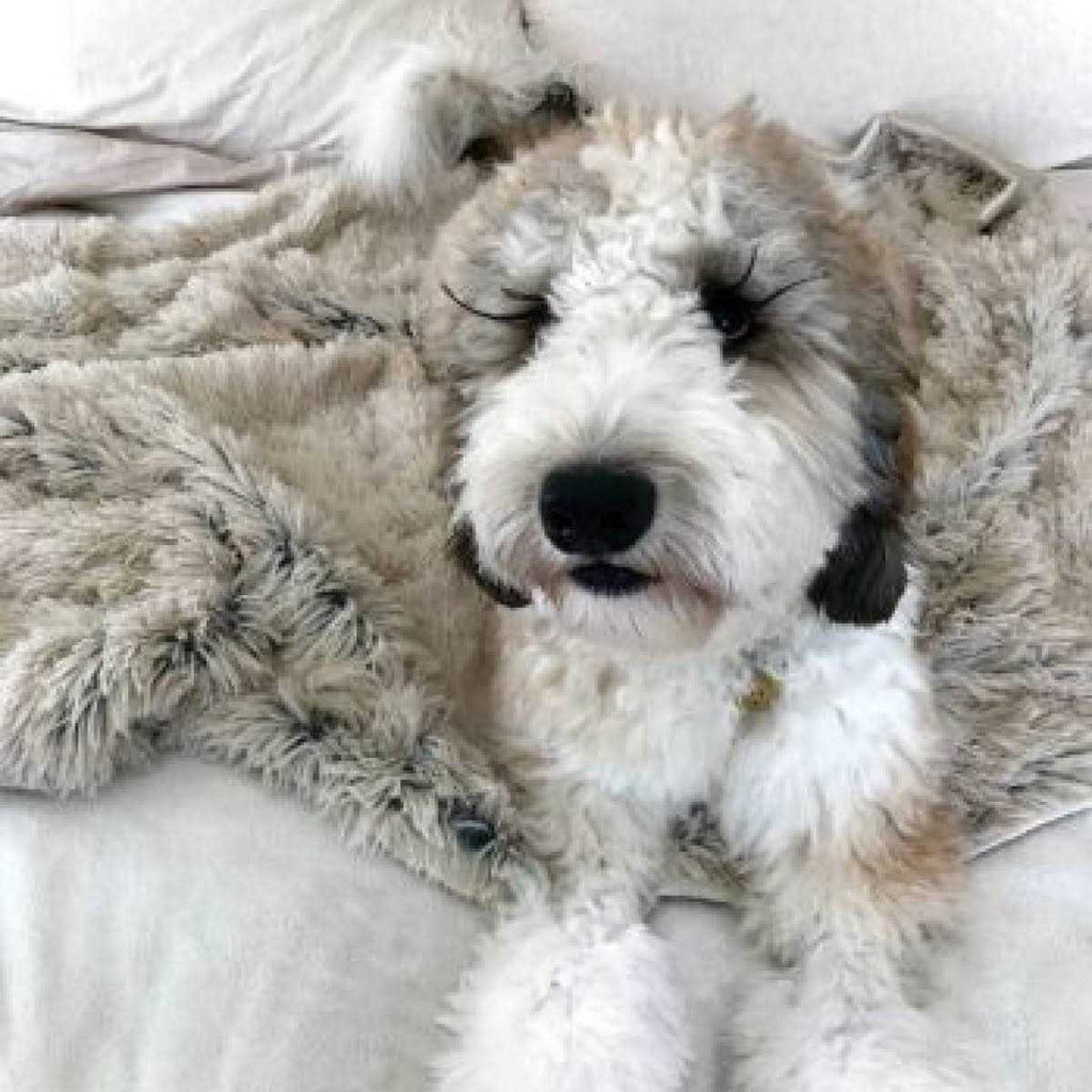 Dog Waterproof Blanket A101