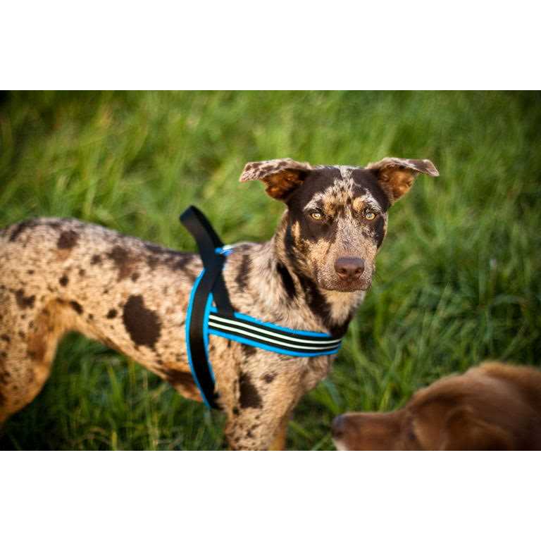 Sport Harness E642