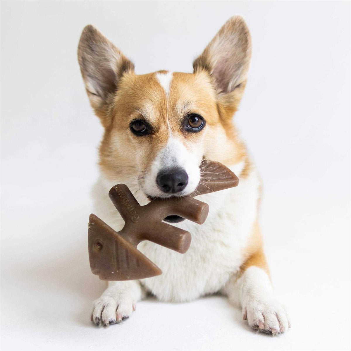 Fishbone Dog Chew U4603